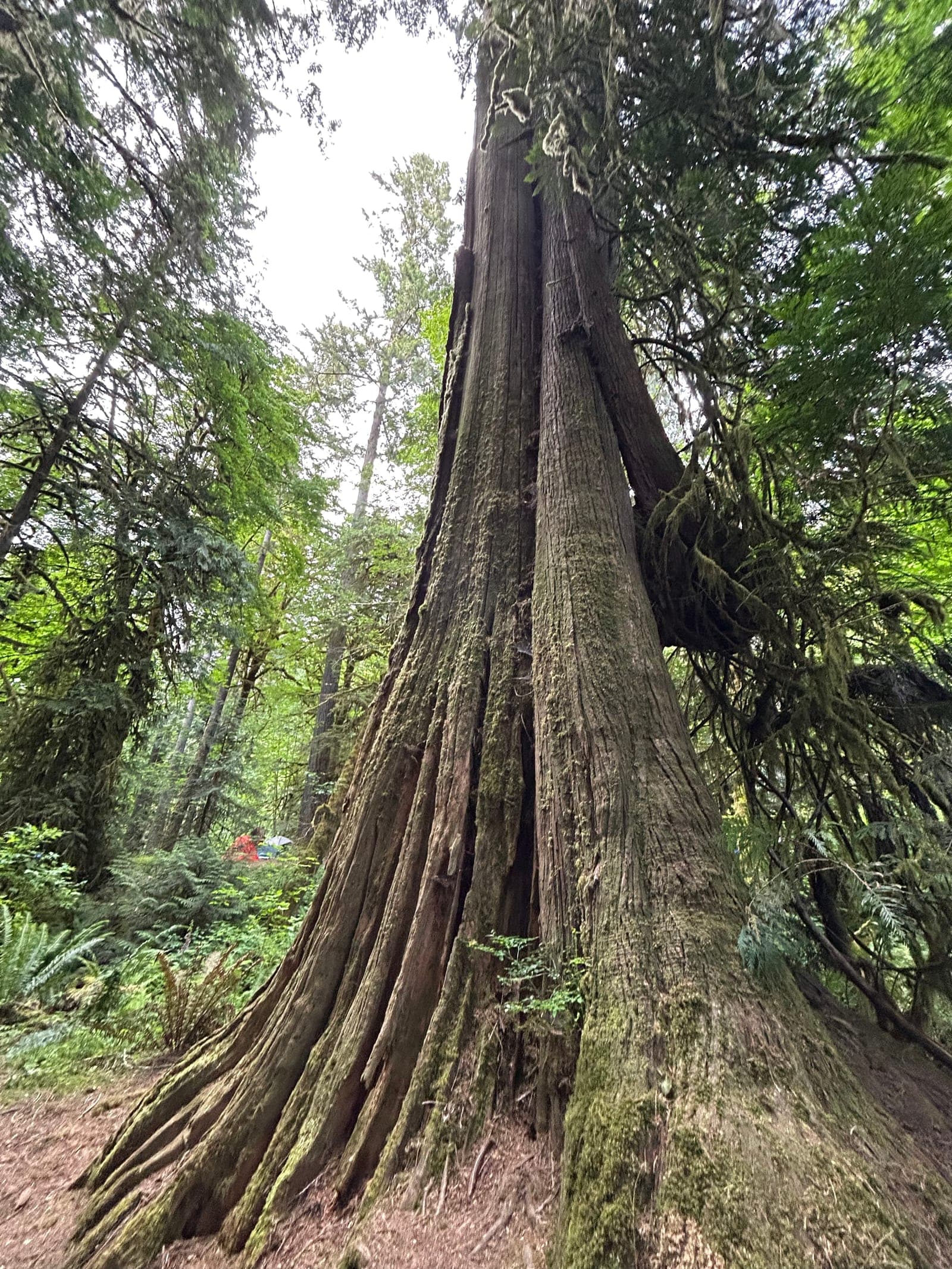 A towering tree surrounded by ferns and dense green forest.